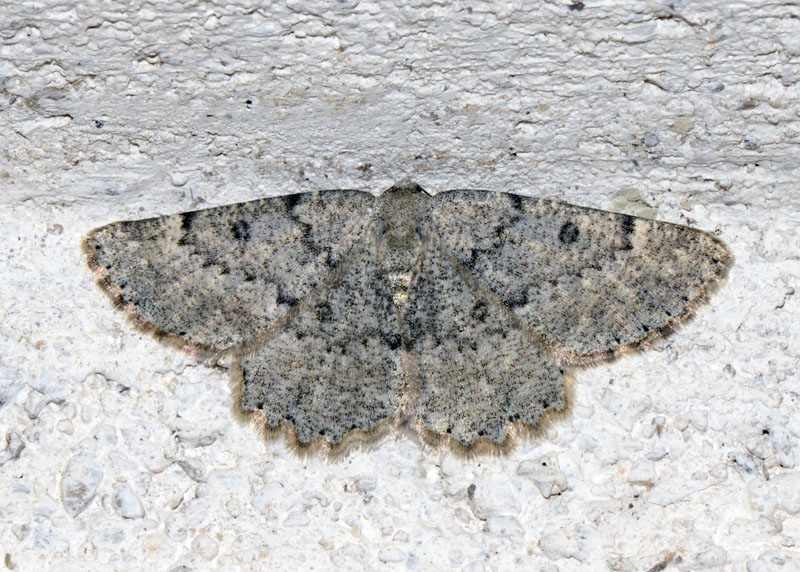 Geometridae, Charissa sp
